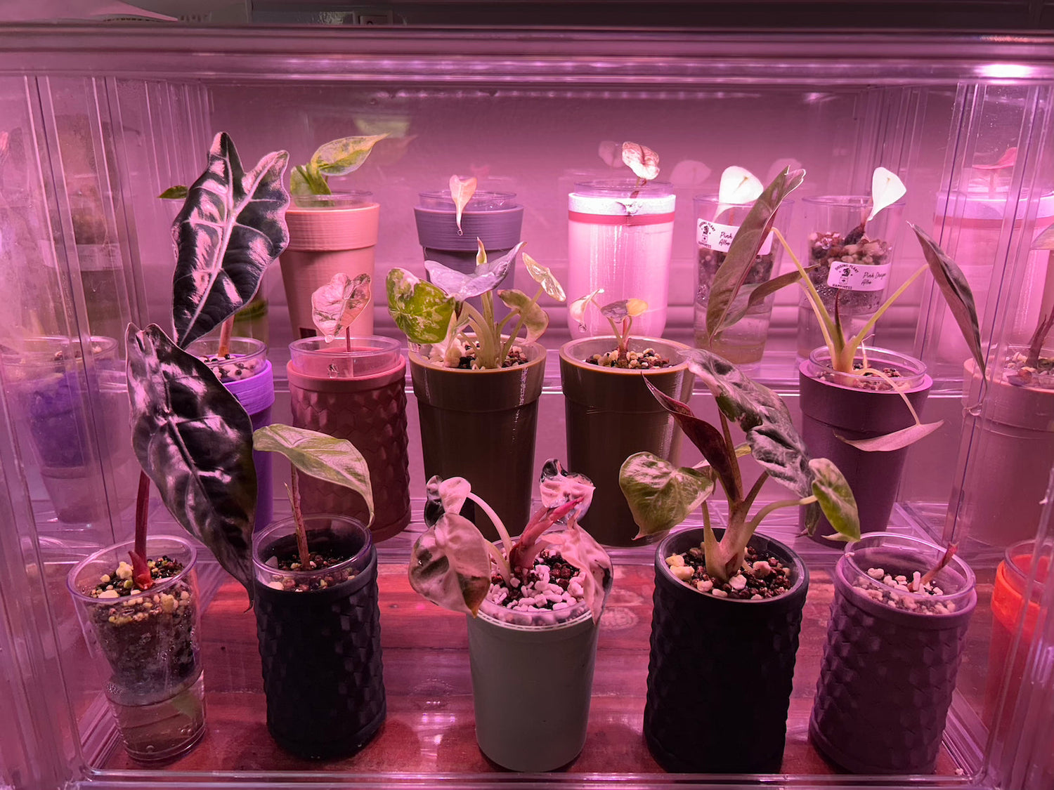 How Long Do Alocasia Corms Take to Sprout?