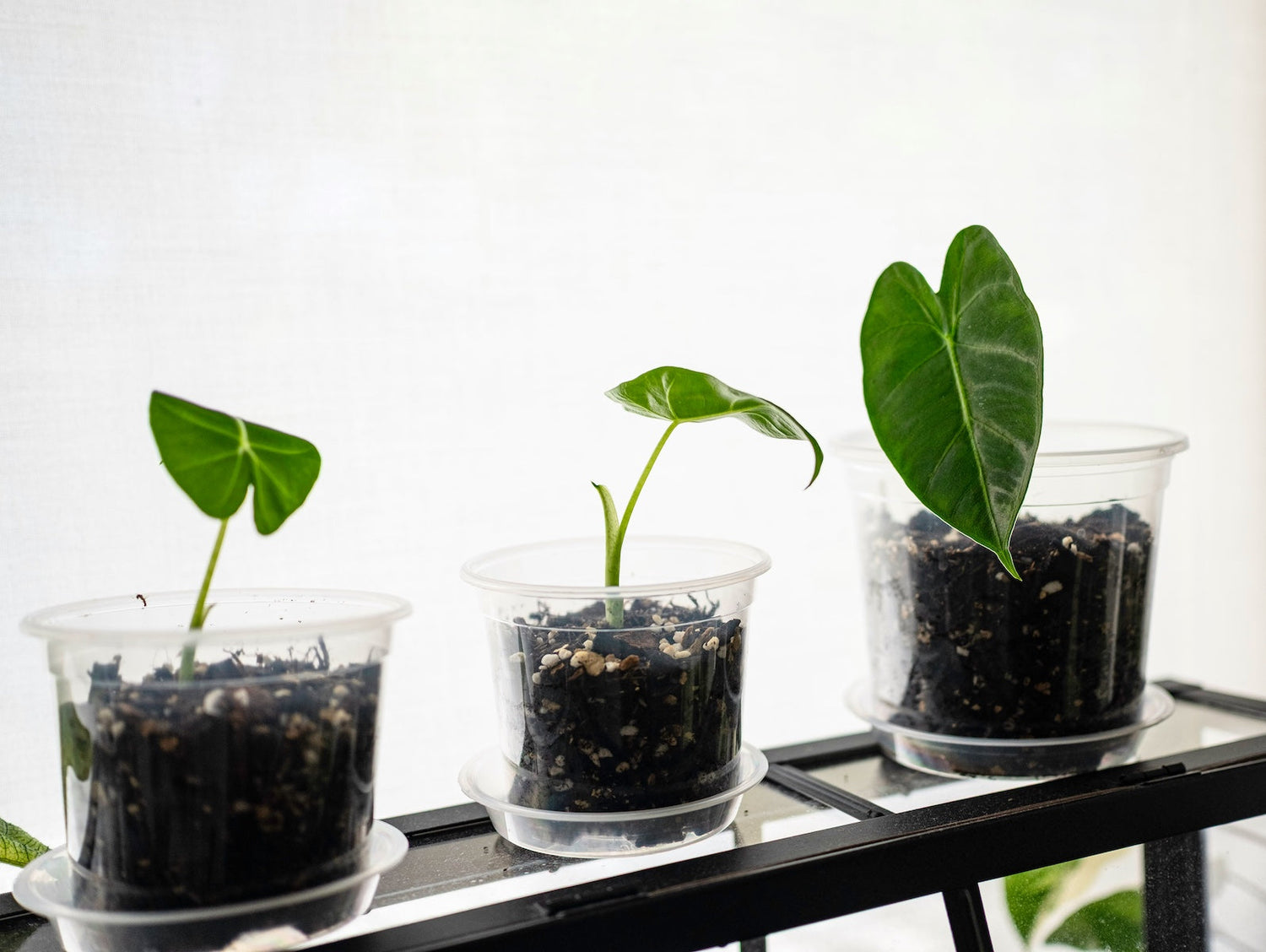 How to Grow Alocasia Corms: A Step-by-Step Propagation Guide