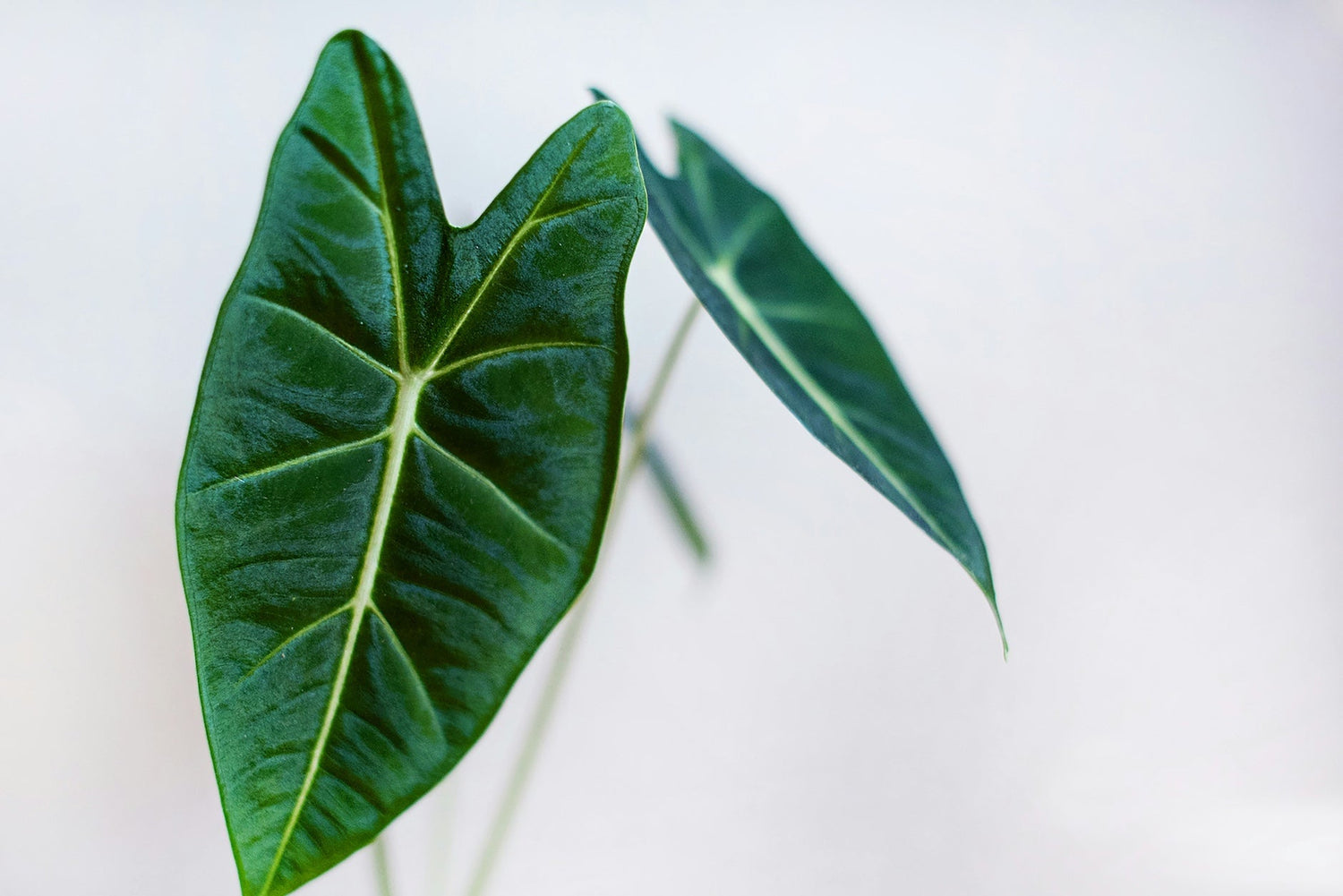 Why Alocasia Corms Rot (And How to Prevent It)