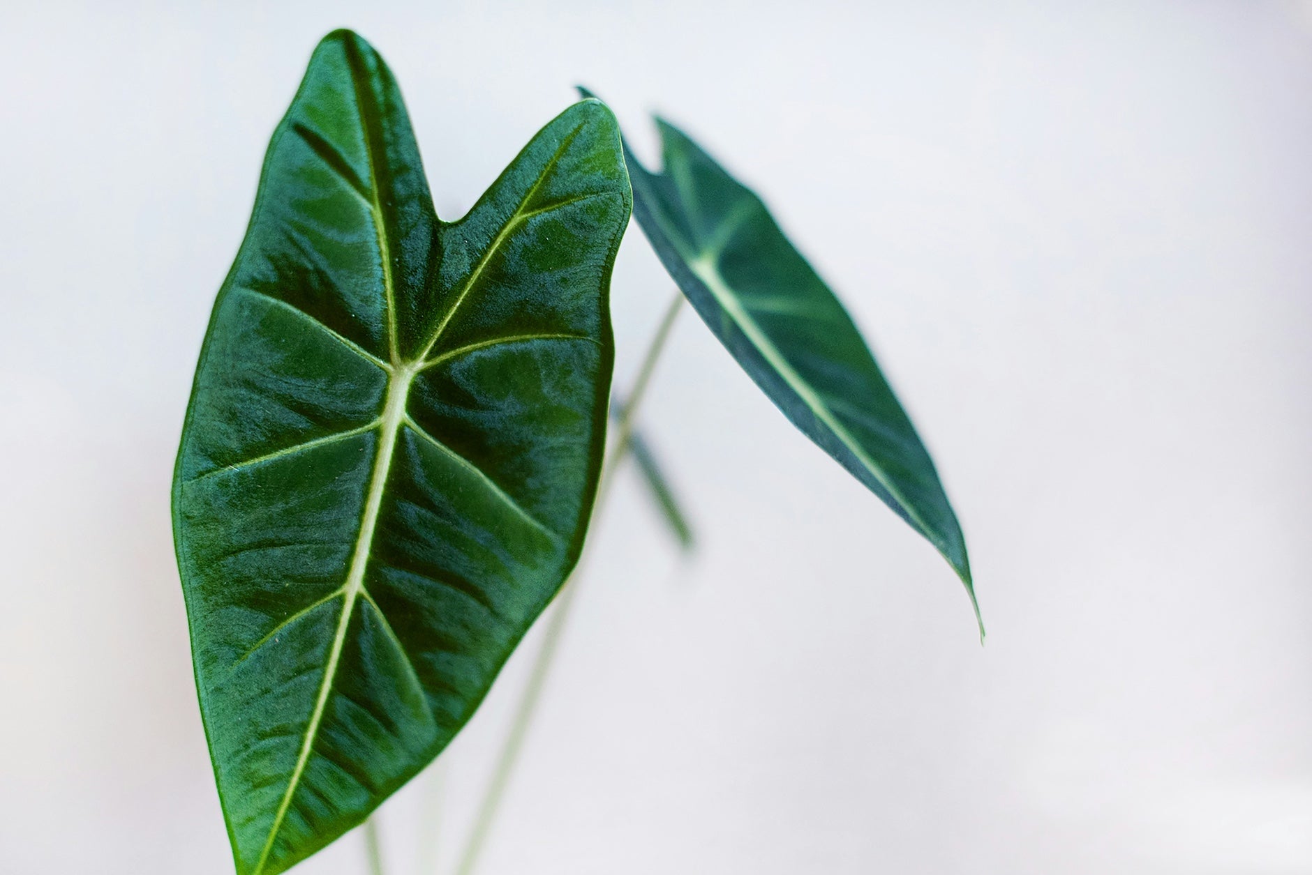 Why Alocasia Corms Rot (And How to Prevent It)