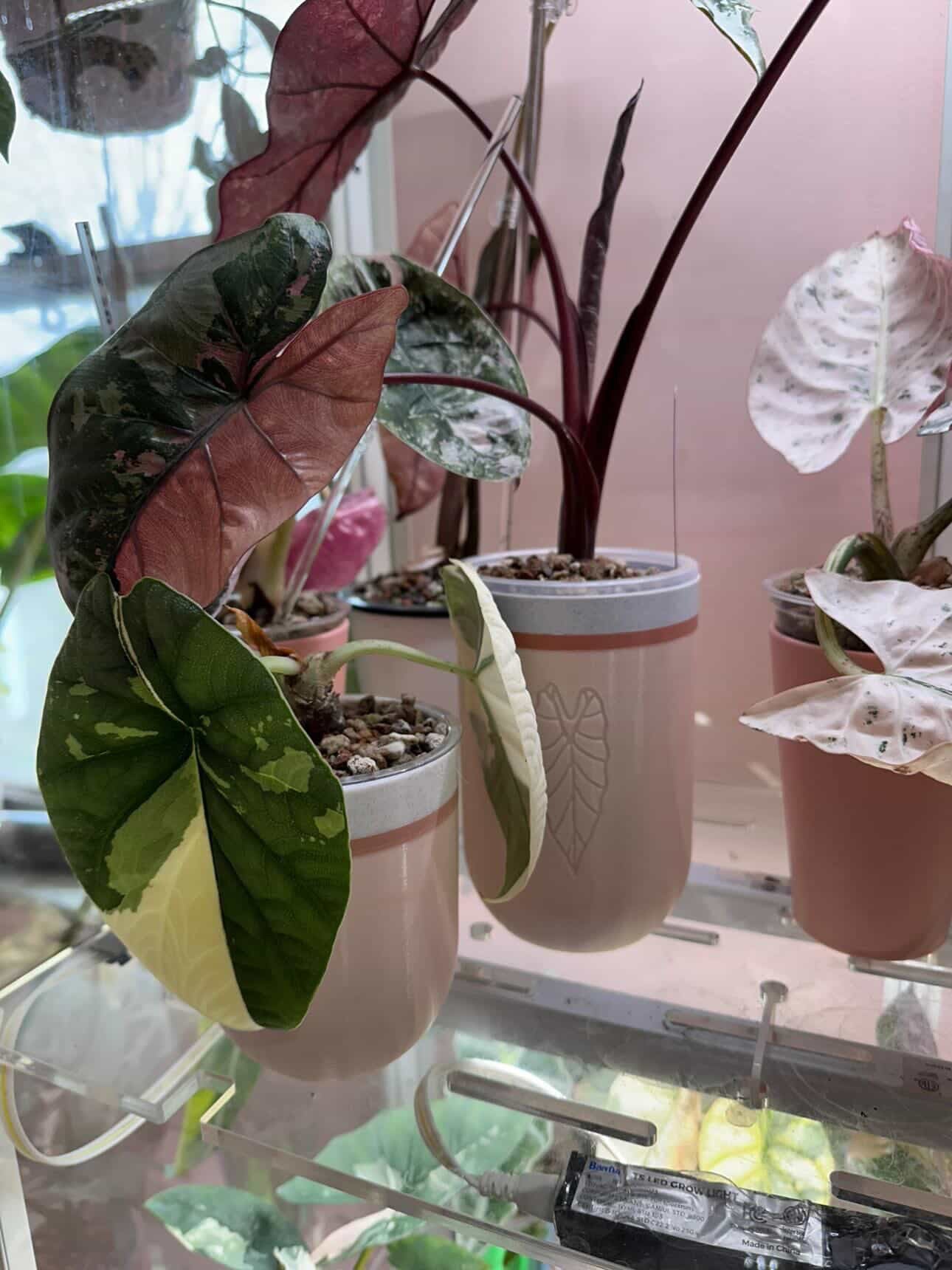 Boujee Greenhouse x DPH — Full Collector Set — 4 Cup System (Limited Drop)