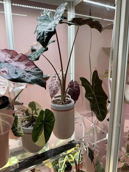 Boujee Greenhouse x DPH — Full Collector Set — 4 Cup System (Limited Drop)