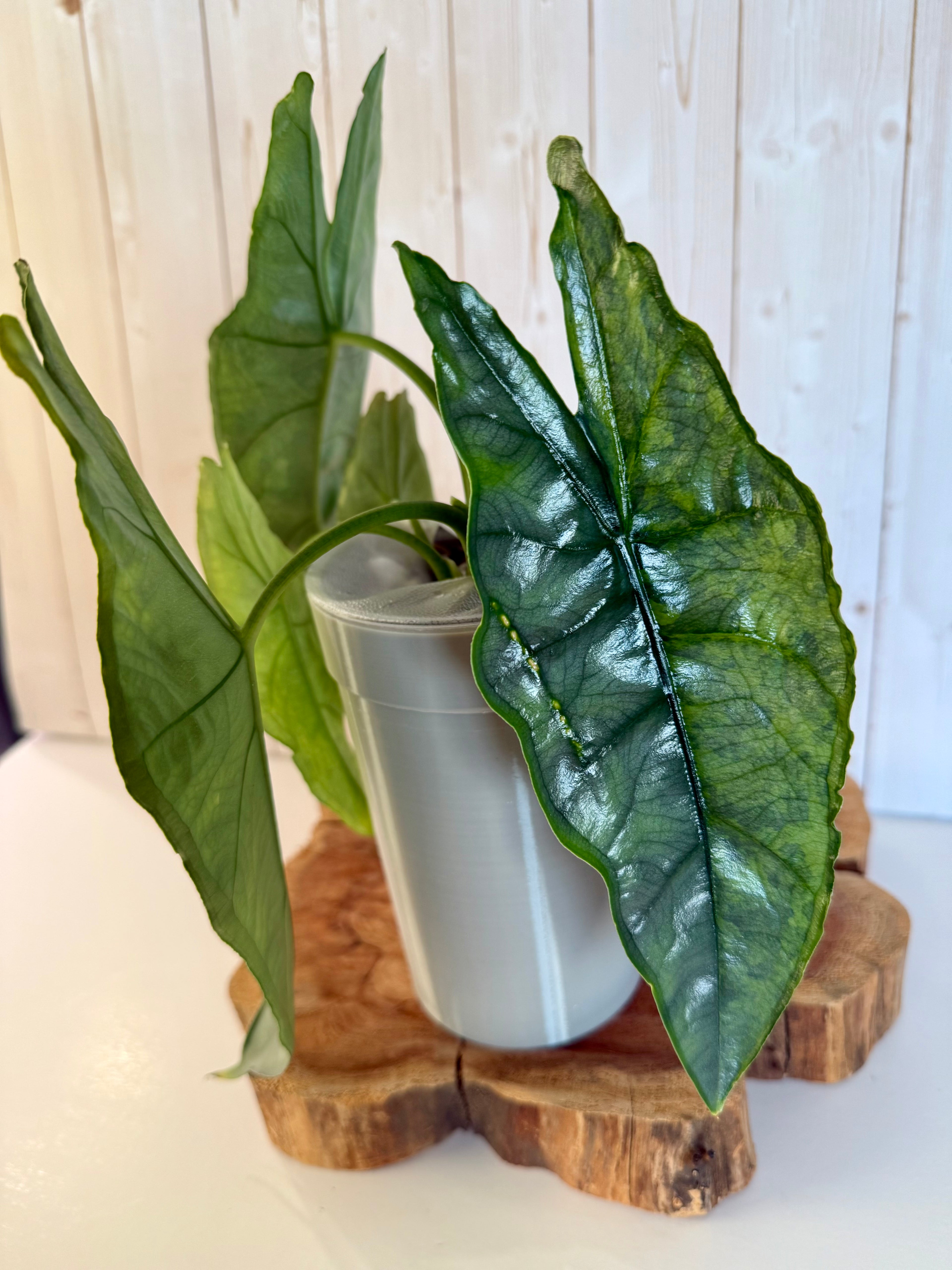 Classic Cup - 3.7in - 16 oz